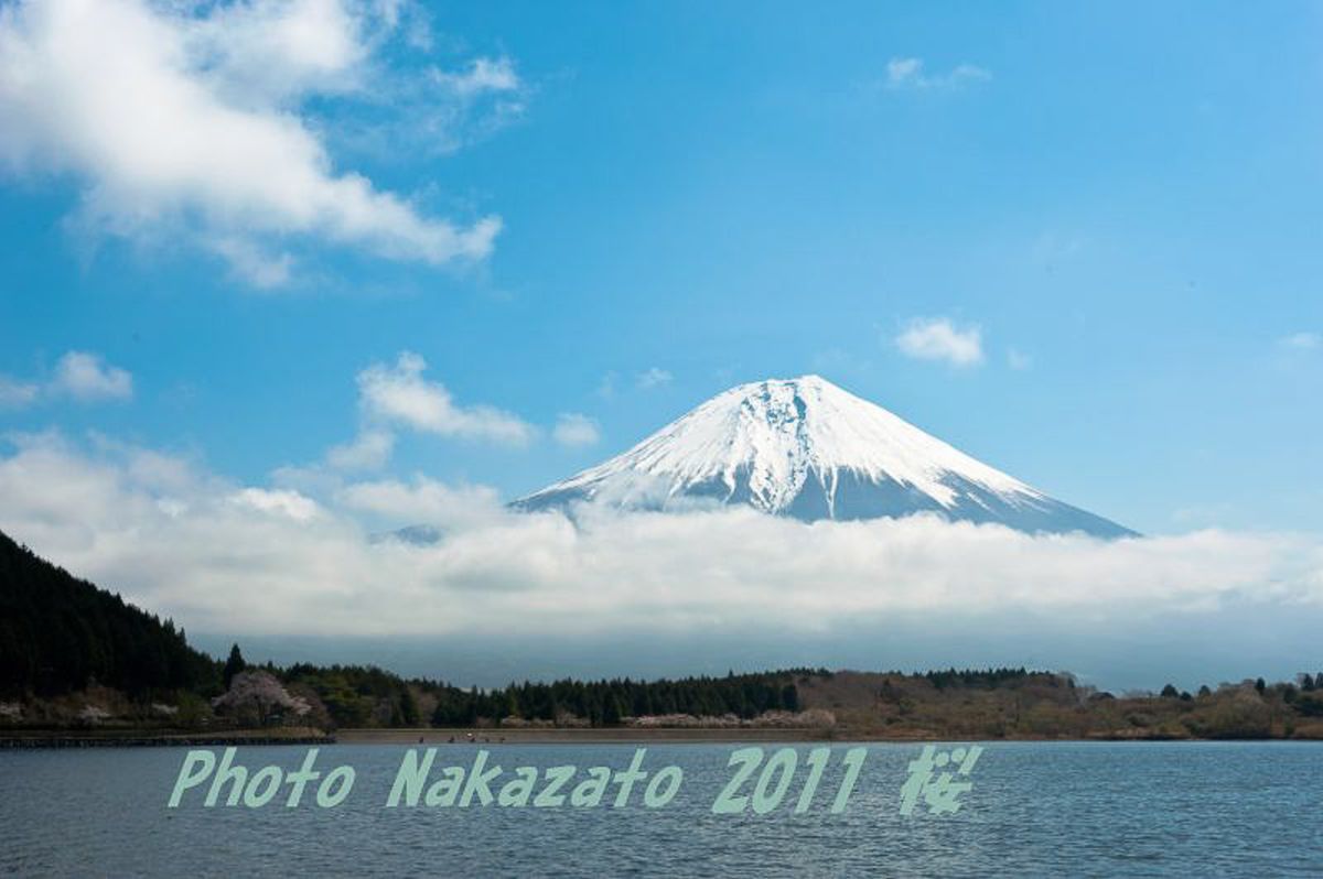 田貫湖の桜